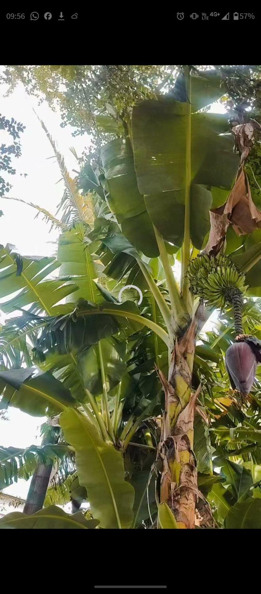 Pe De Pitanga - Unica Casa Arborizada Do Quarteirao Com Arvores Frutiferas Maringa Exterior photo